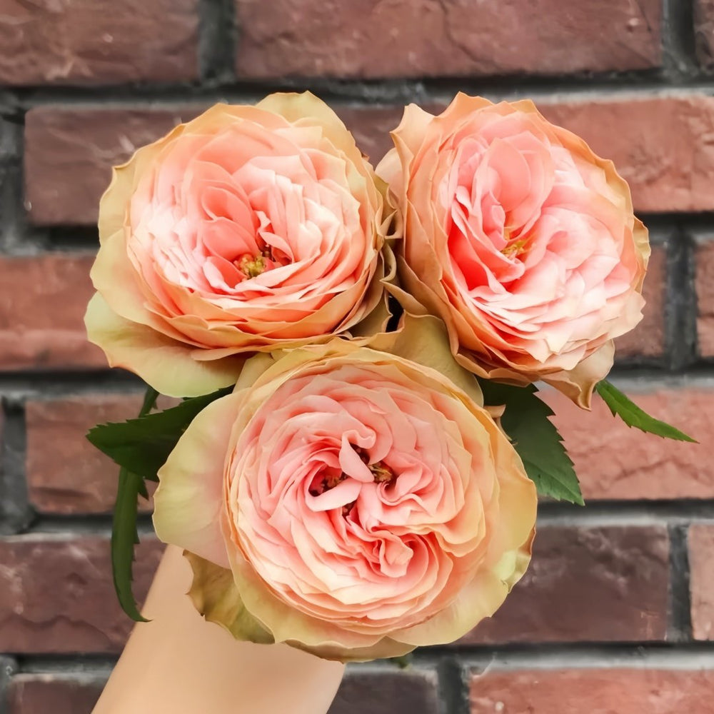 Kahala Rose Plant|卡哈拉 image 5