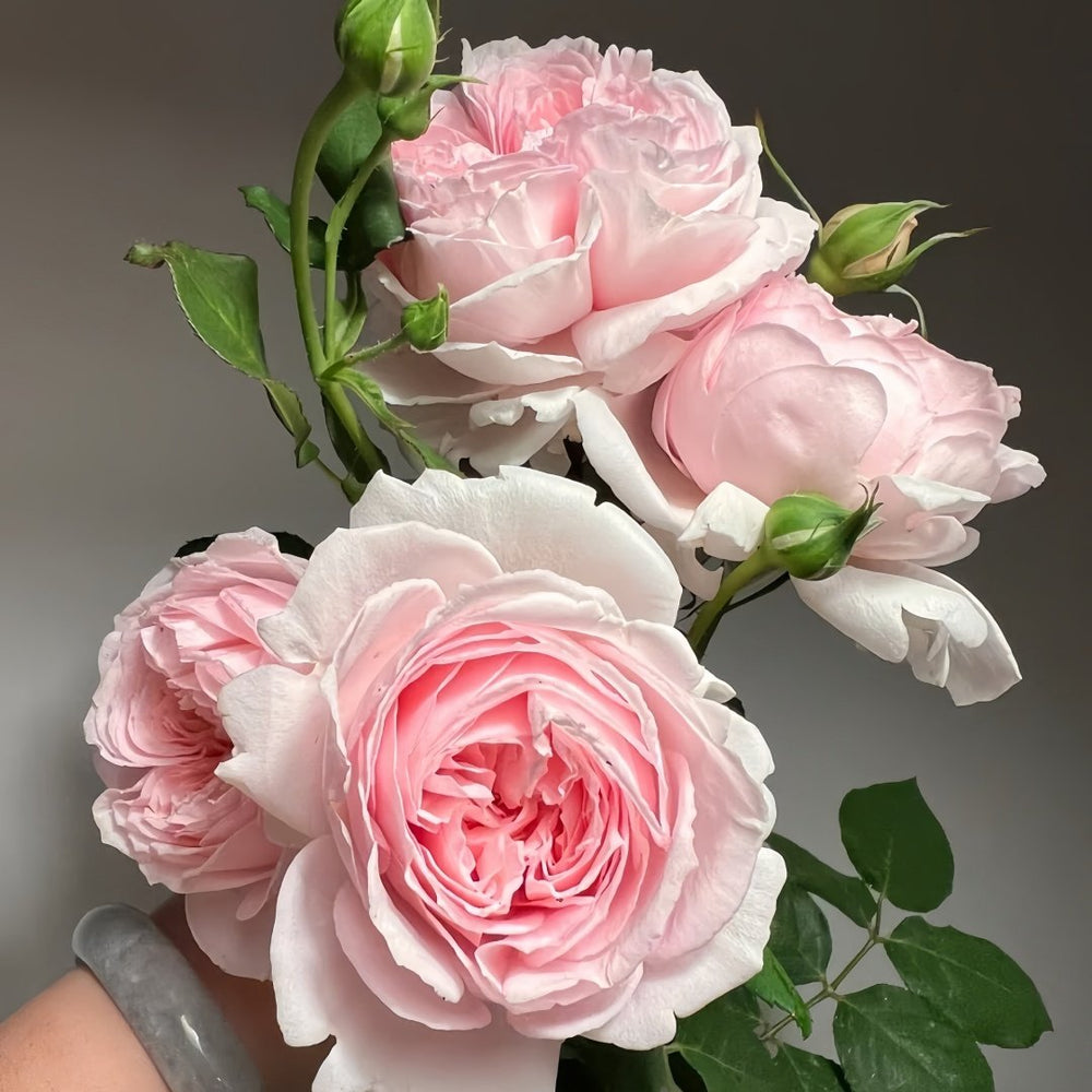 Yanzi Rose Plant|妍姿 image 6