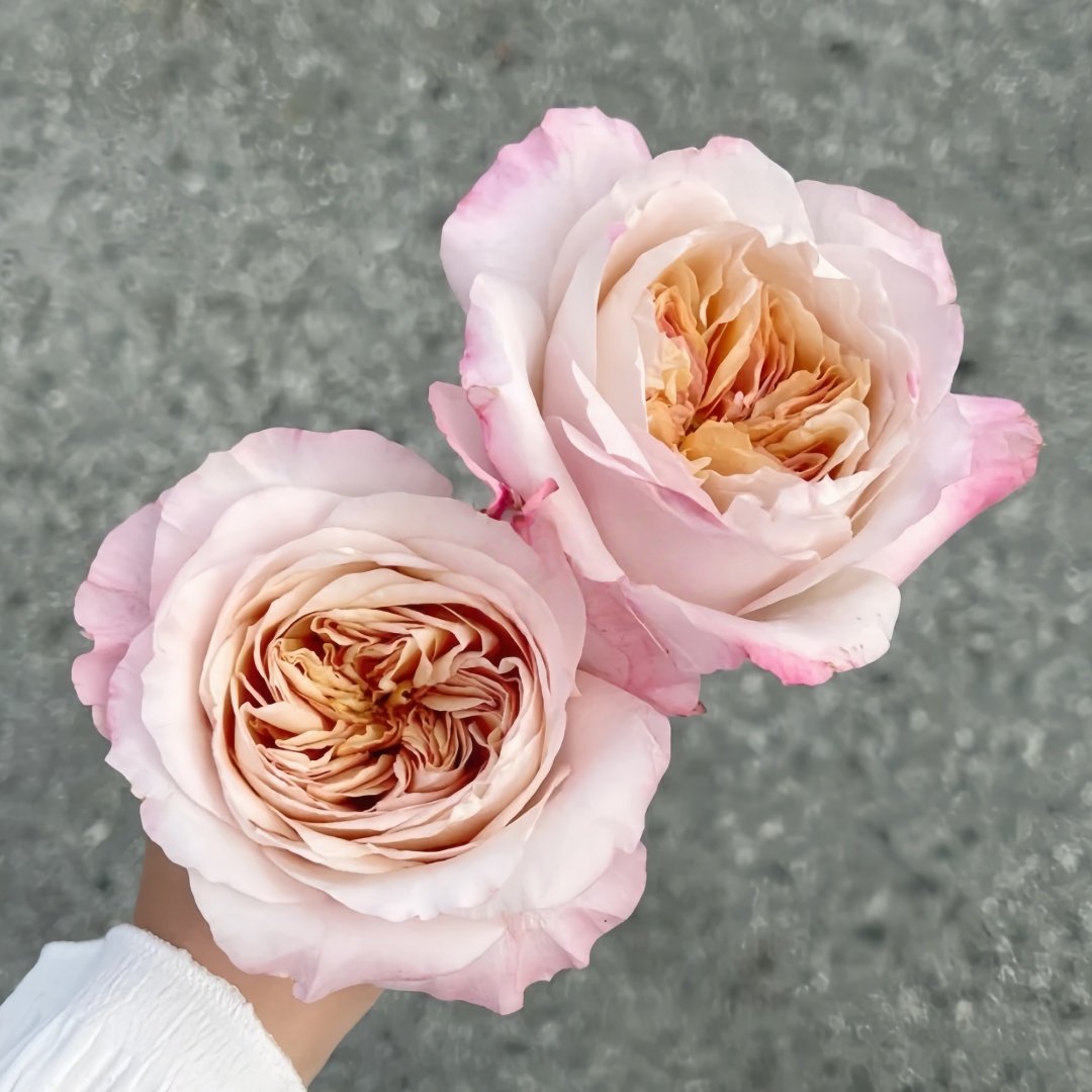 Miyabi Brown Rose Plant｜棕雅 image 6