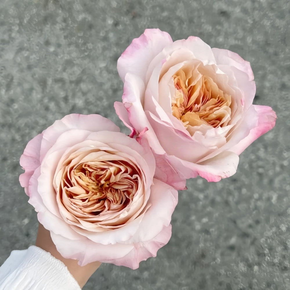 Miyabi Brown Rose Plant｜棕雅 image 6