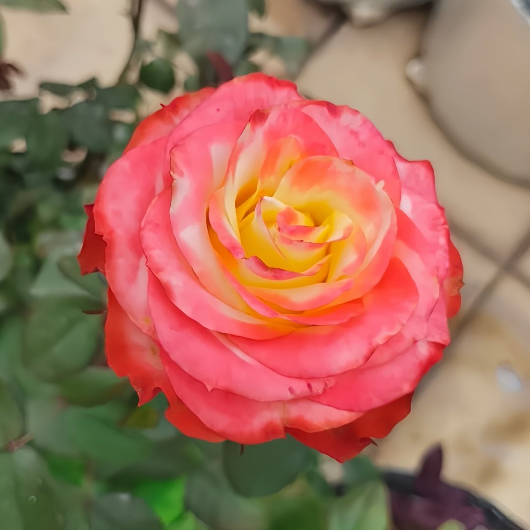 Avatar rose plant|阿凡达 image 8