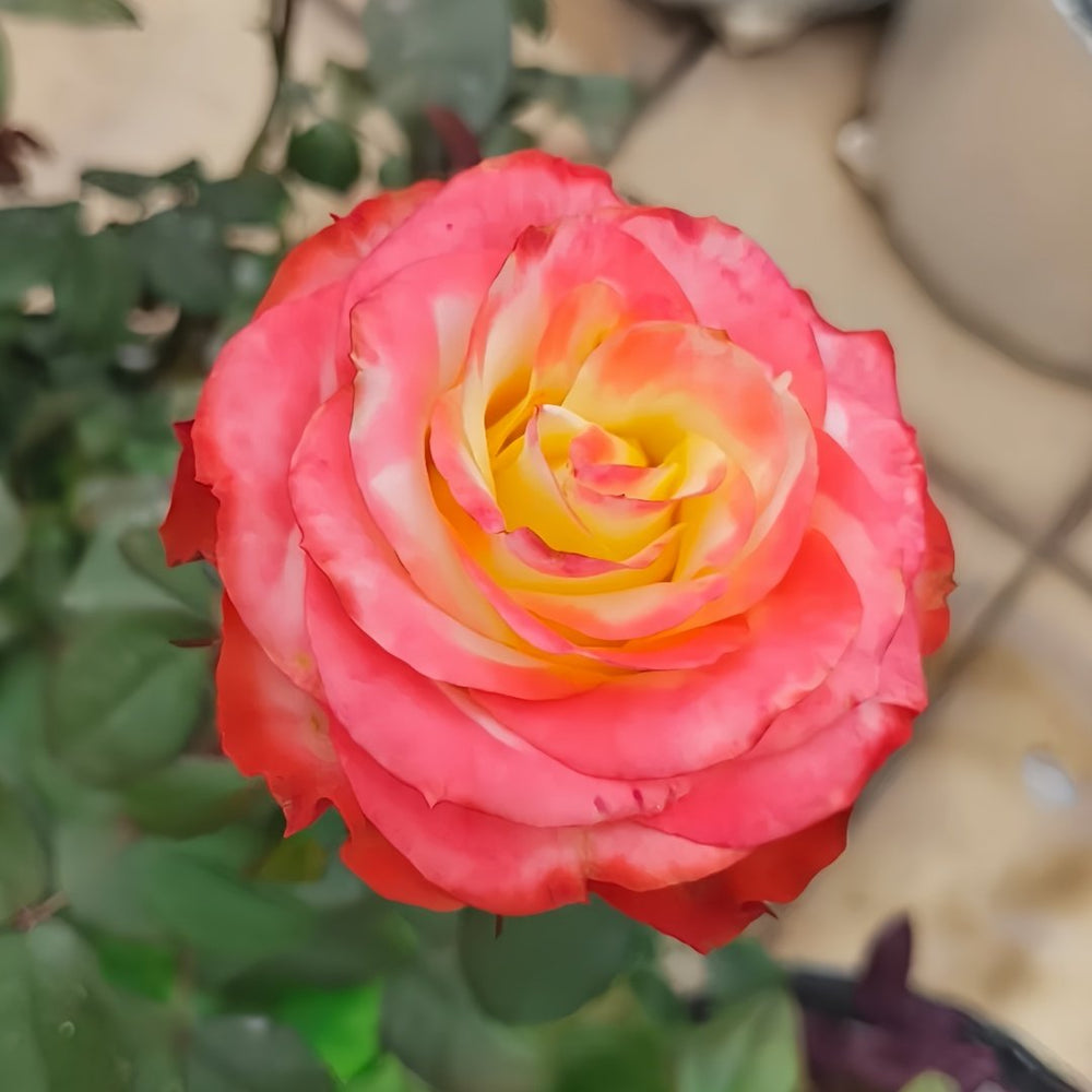 Avatar rose plant|阿凡达 image 8