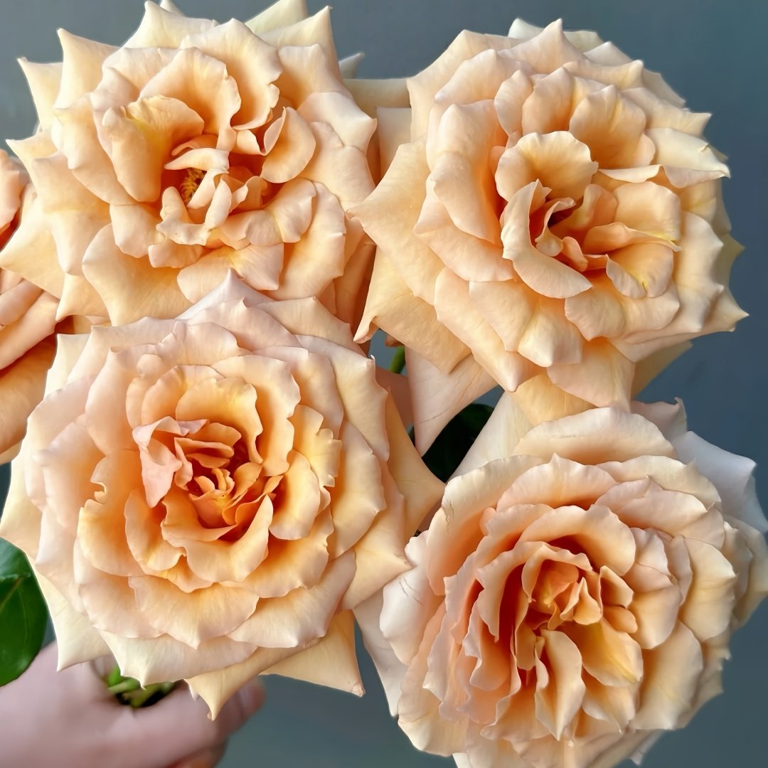 Tresor Rose Plant｜珍爱之宝 image 4