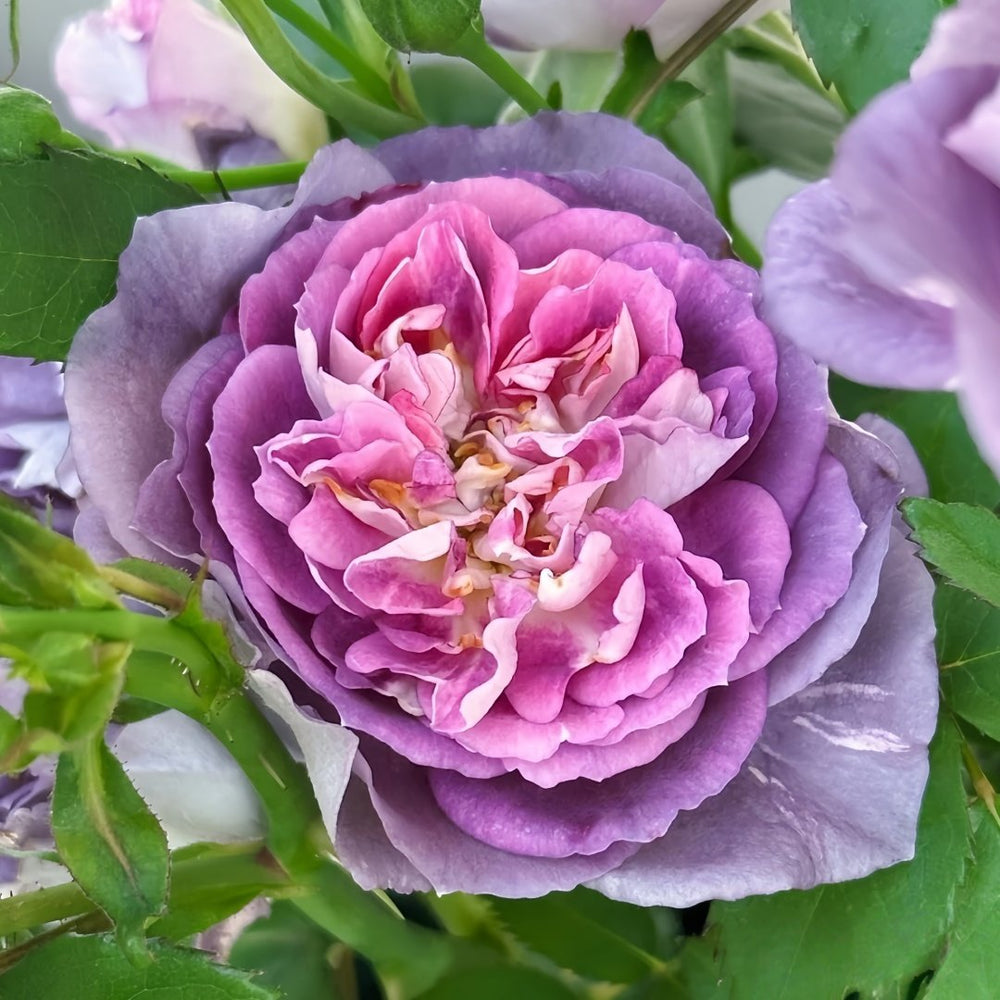Rinaldo Rose Plant|圣十字军 image 1