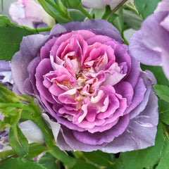 Rinaldo Rose Plant|圣十字军 image 1