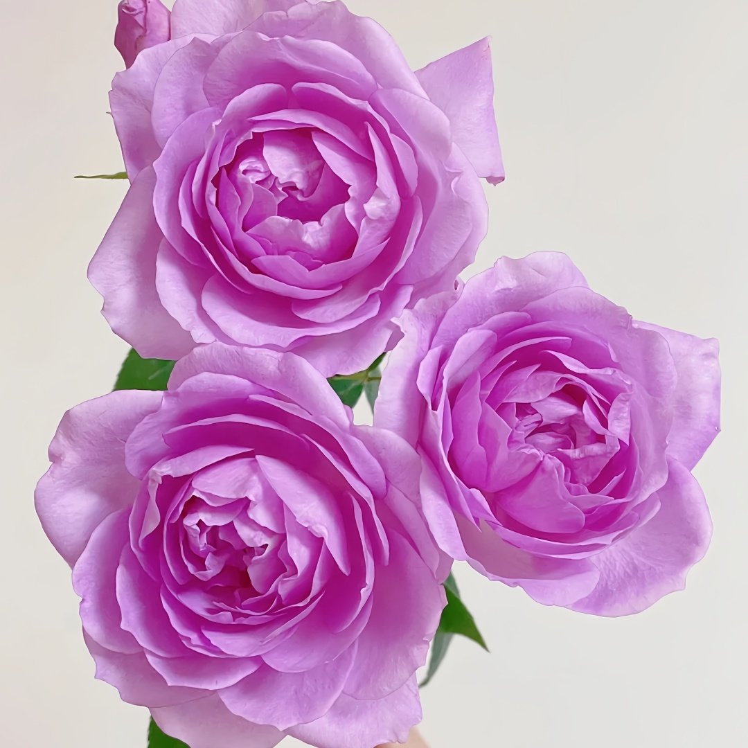 Yumeka Rose Plant｜梦香 image 1