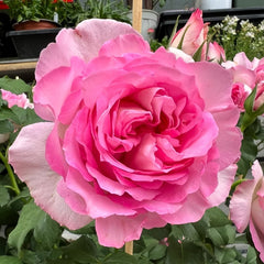 Rien Rose Plant｜河本绊 image 1