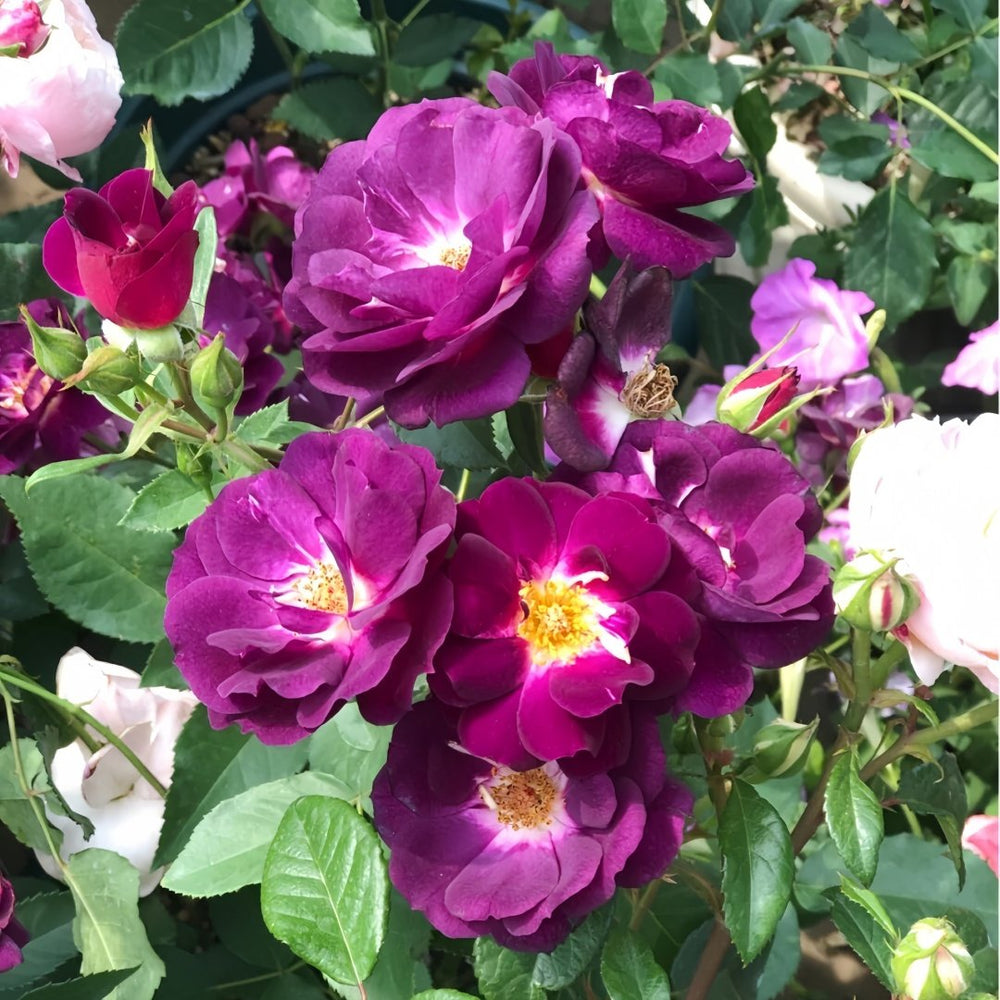 Midnight Blue Rose Plant|午夜深蓝 image 7