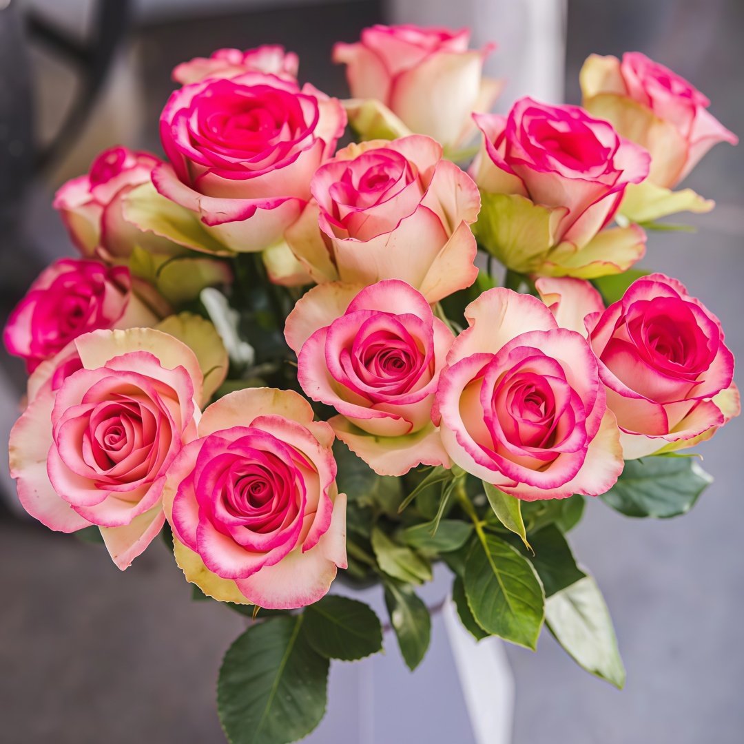 Monroe/Colour Shell Rose Plant｜梦露/彩色贝壳 image 0