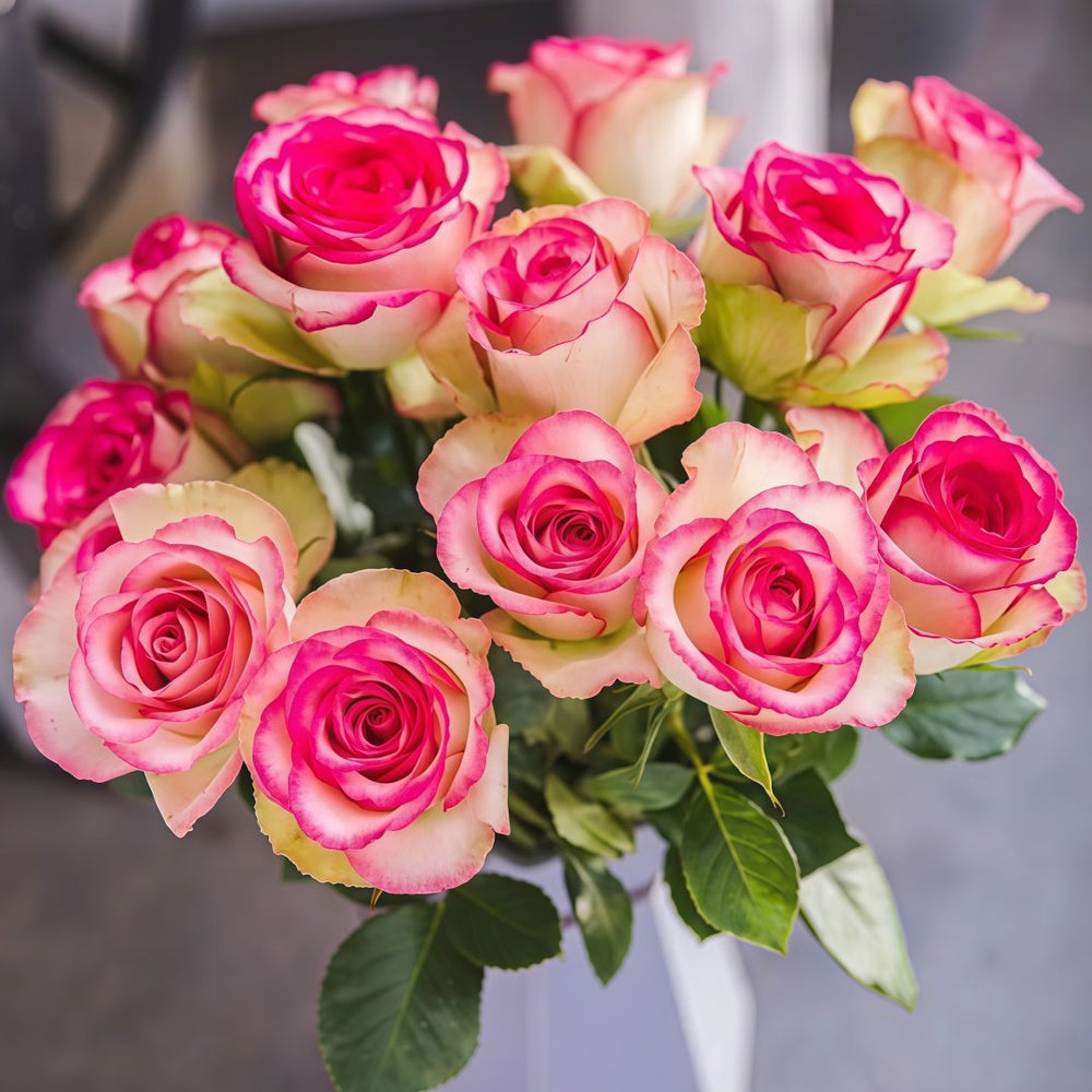 Monroe/Colour Shell Rose Plant｜梦露/彩色贝壳 image 0