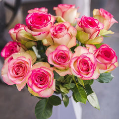 Monroe/Colour Shell Rose Plant｜梦露/彩色贝壳 image 0