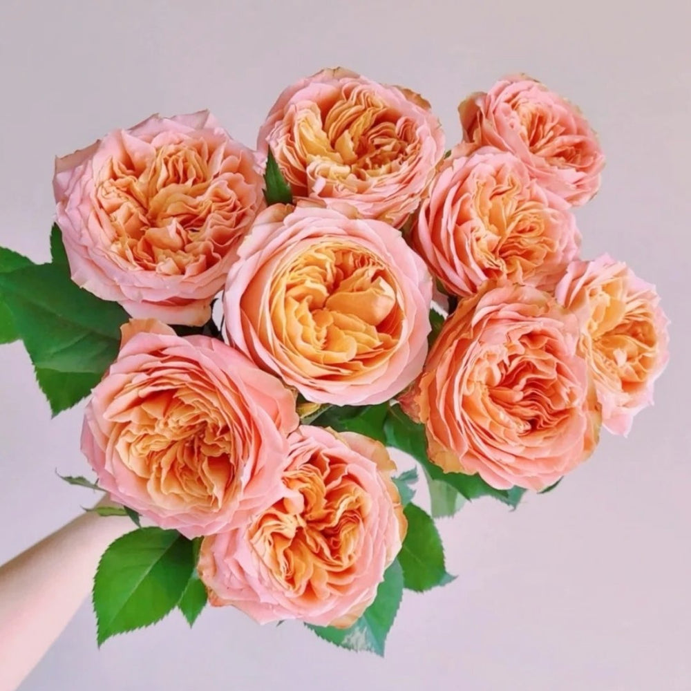 Peach Funky Rose Plant | 方可桃 image 0