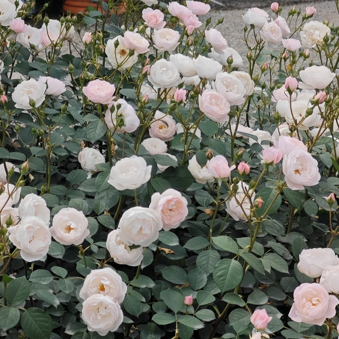 Desdemona Rose Plant|黛丝德蒙娜 image 8