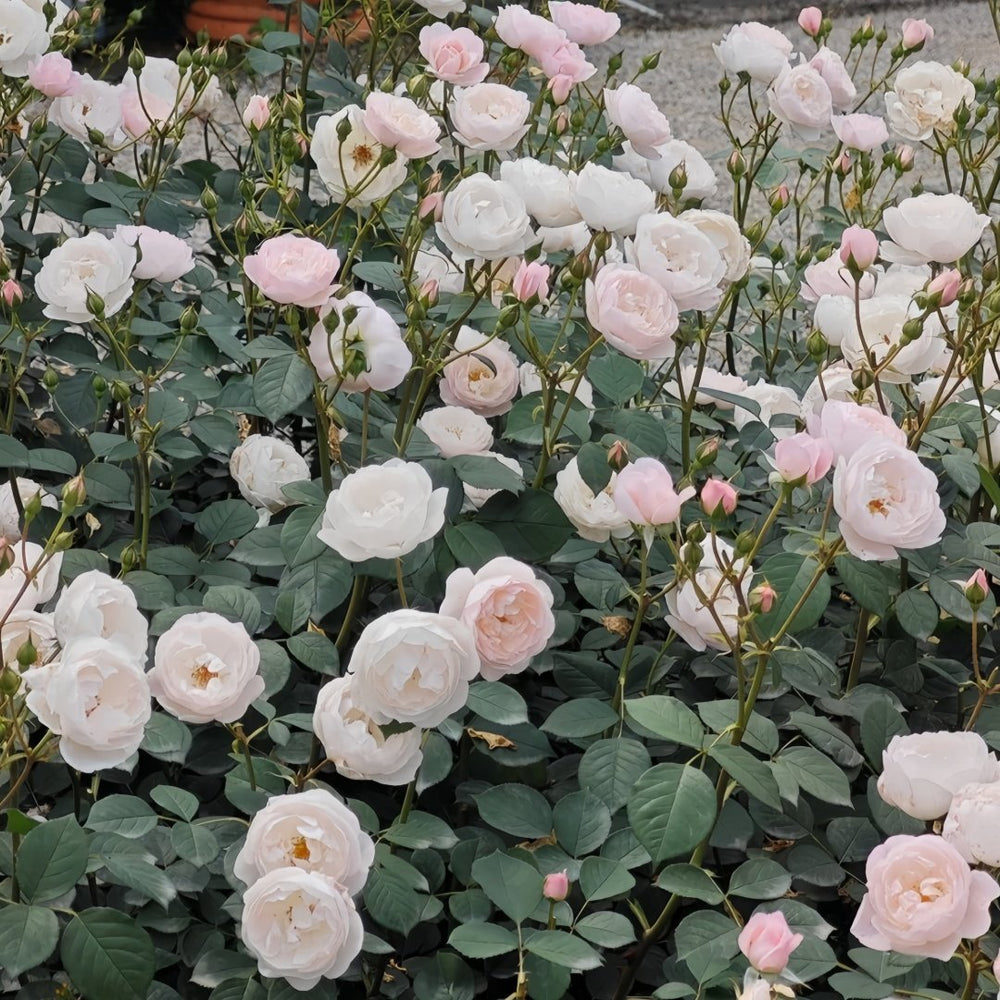 Desdemona Rose Plant|黛丝德蒙娜 image 8