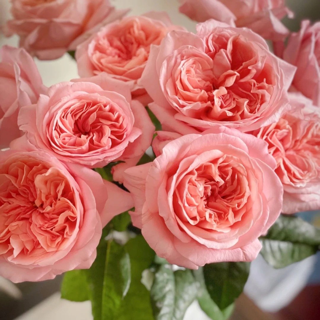London Eye Rose Plant|伦敦眼 image 5