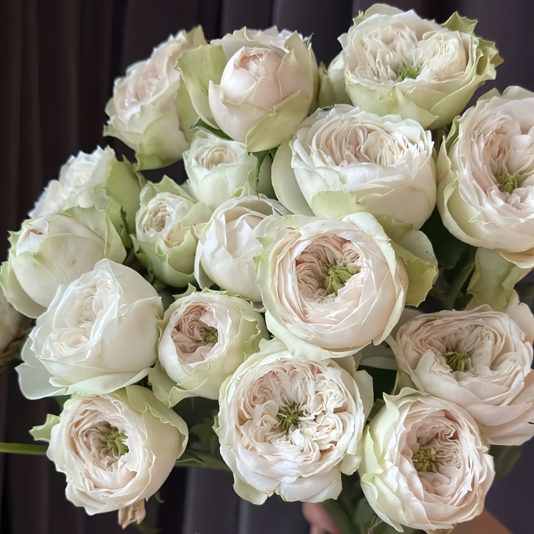 Whitby Abbey Rose Plant|惠特比修道院 image 6