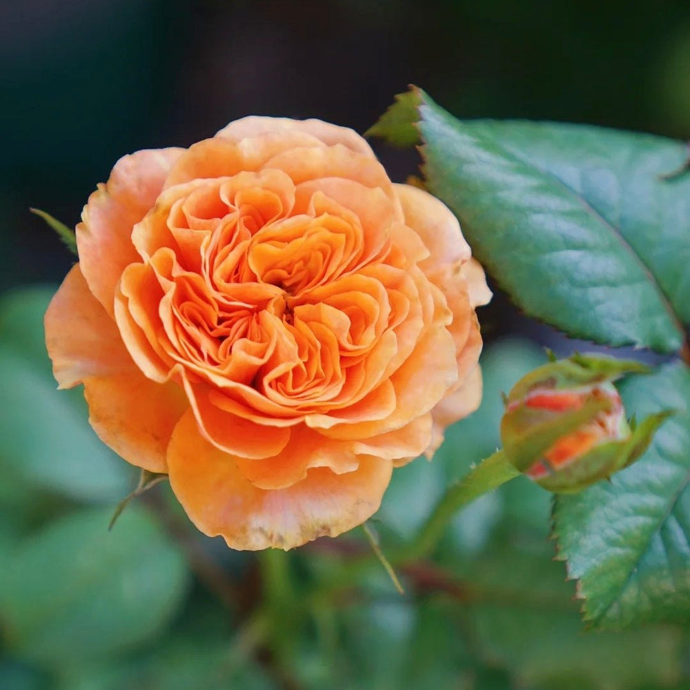Kensington Garden Rose Plant｜肯辛顿公园 image 2