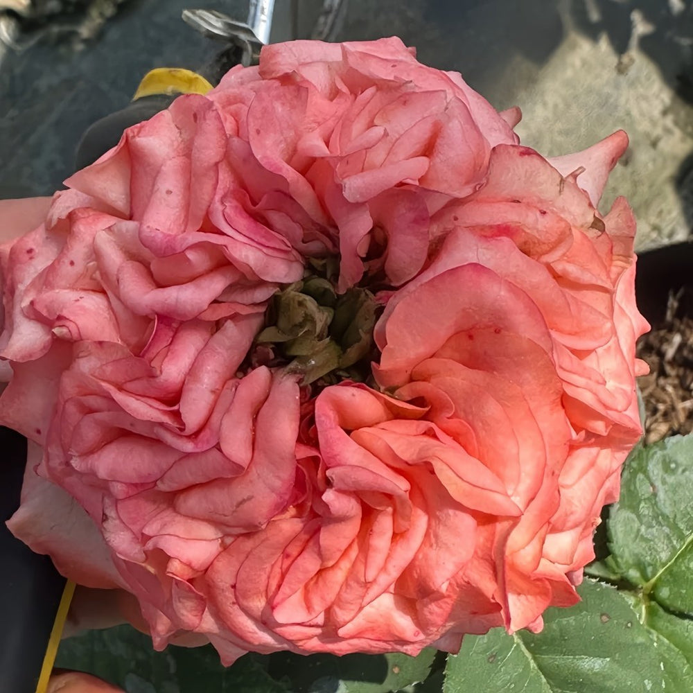 New Design Rose Plant|新设计 image 6