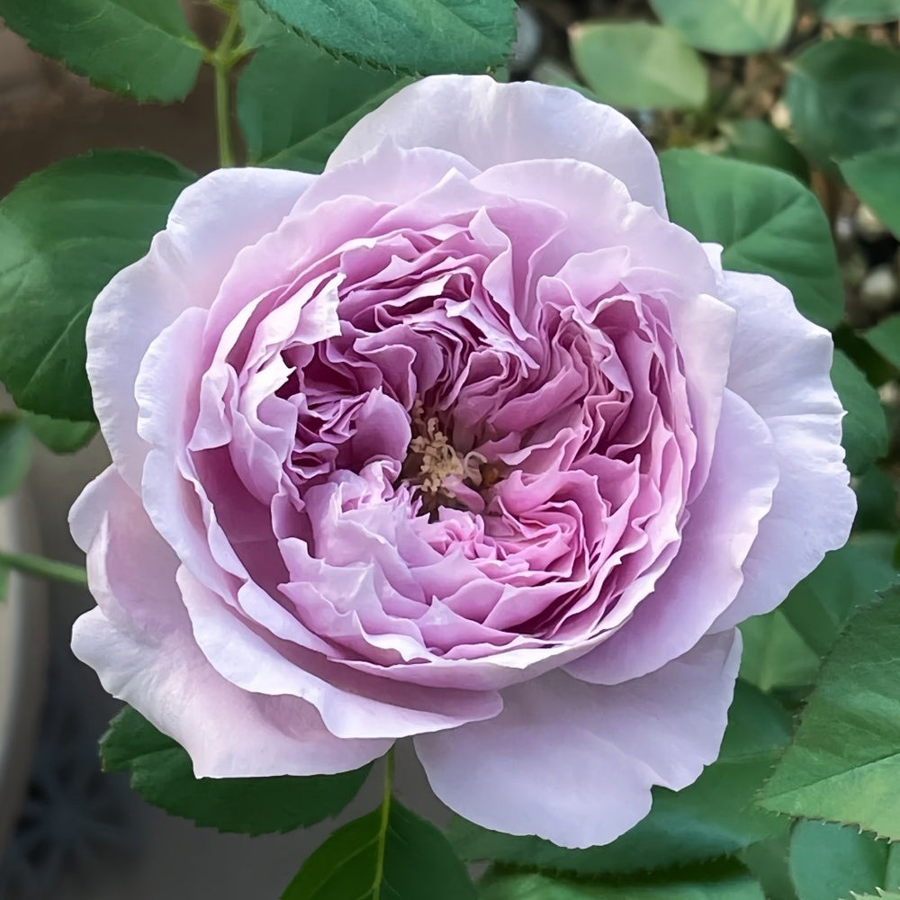 Repartil Rose Plant｜重启玫瑰 image 3