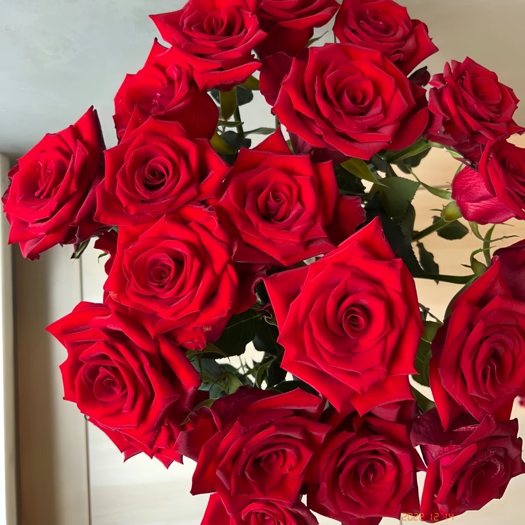 Vulcan Rose Plant｜火神 image 8