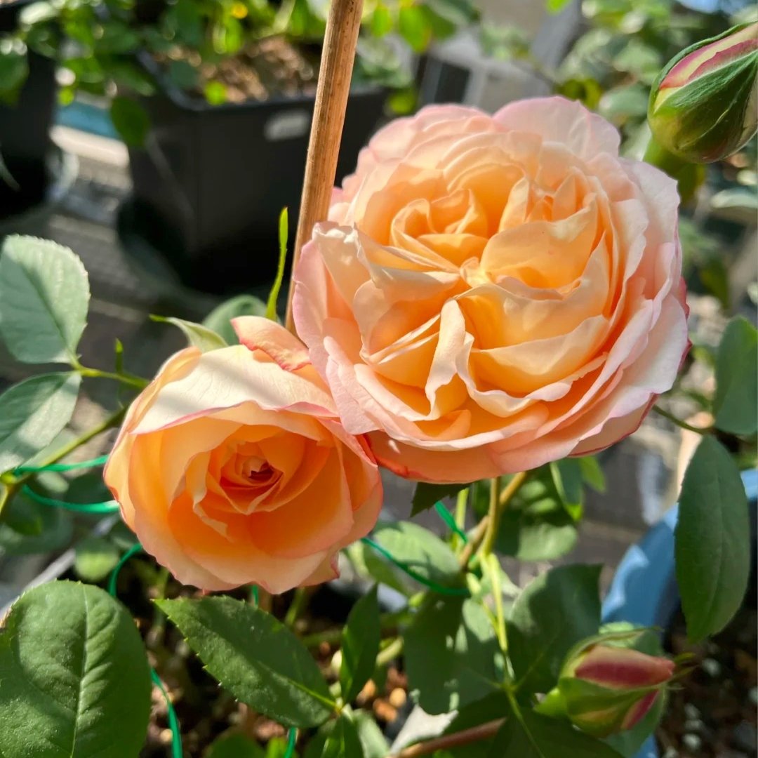 Yves Classical perfume Rose Plant|伊芙古典香水 image 6