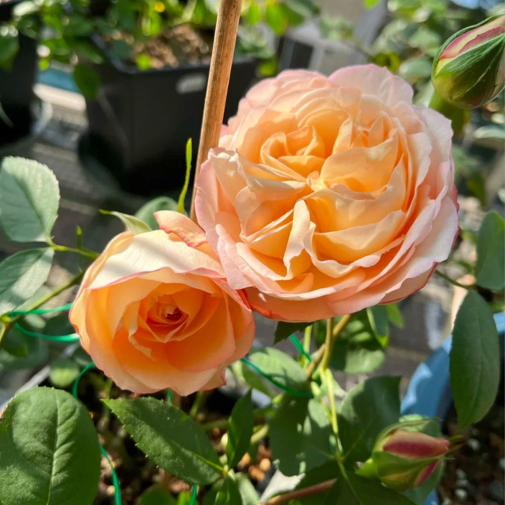 Yves Classical perfume Rose Plant|伊芙古典香水 image 6