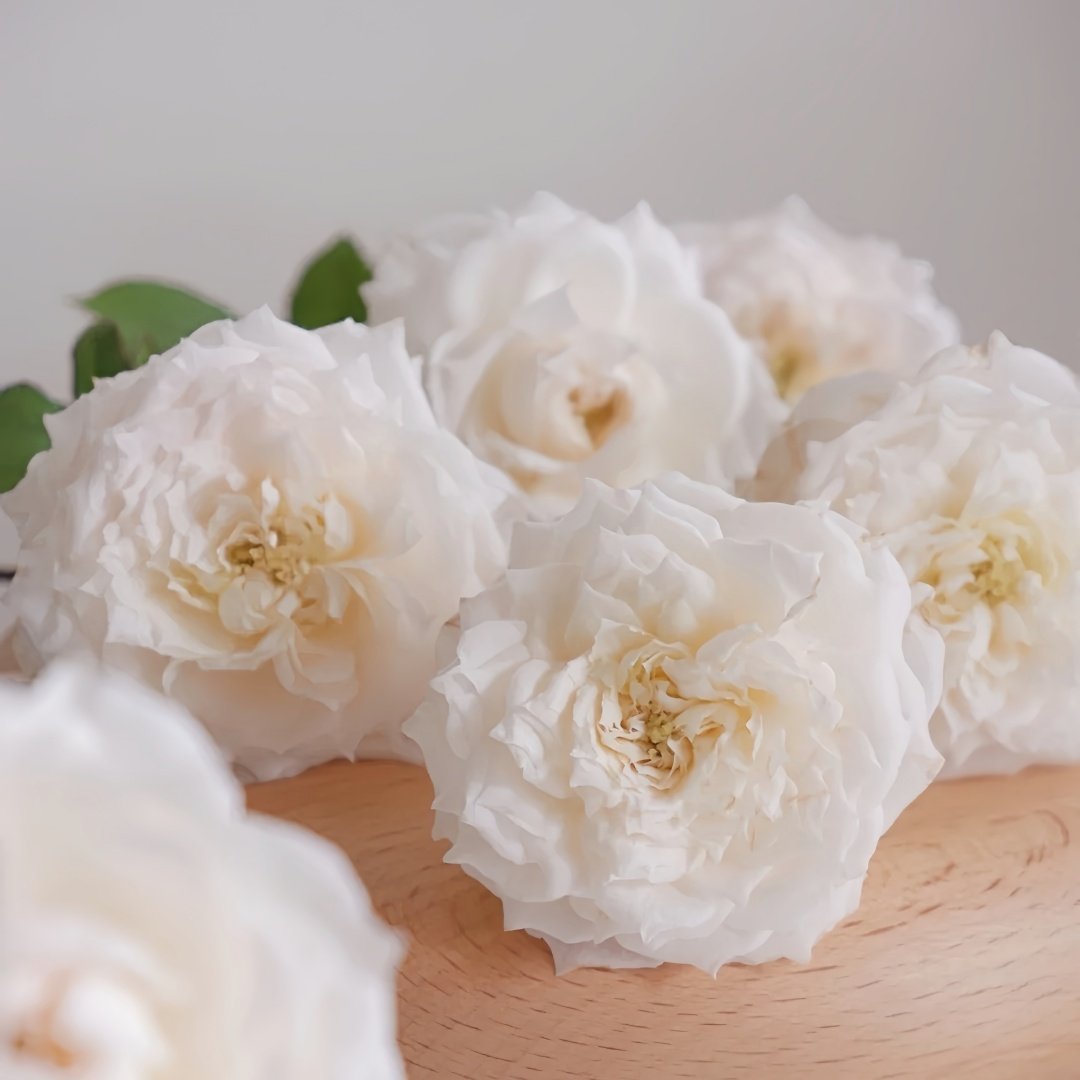 Weeping beauty Rose Plant|梨花雨 image 8