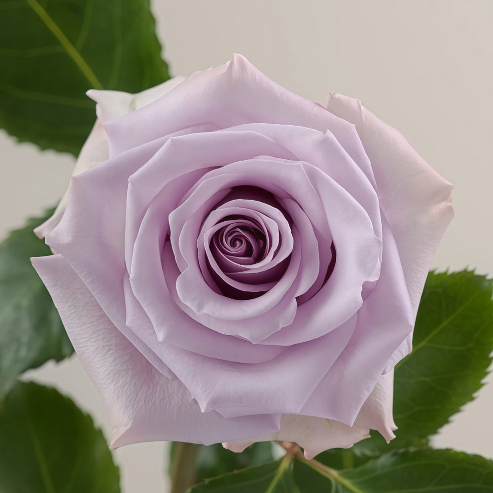 Ocean Song Rose Plant｜海洋之歌 image 2