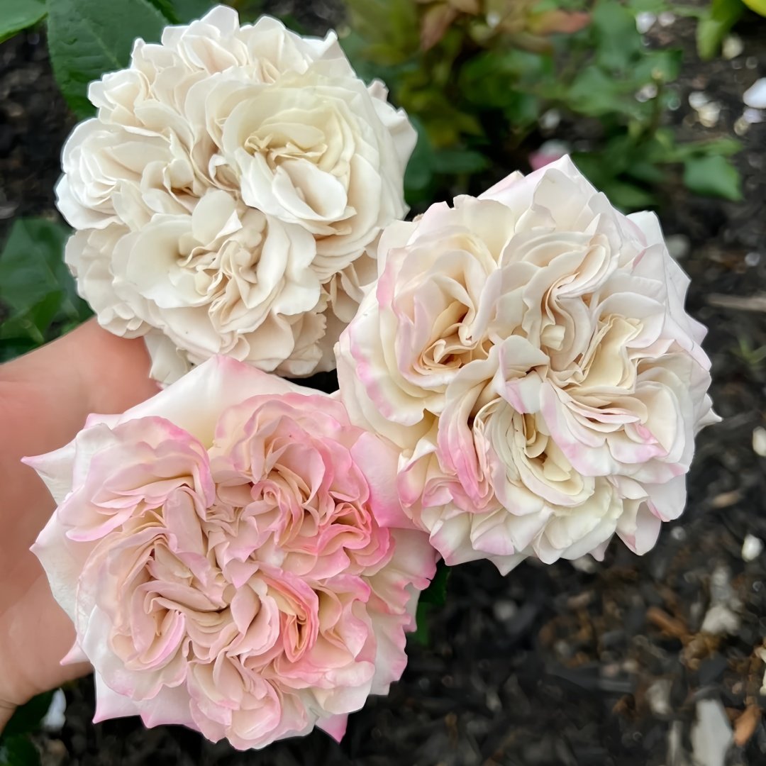Westminster Abbey Rose Plant｜威斯敏特大教堂 image 4