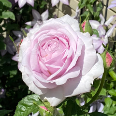 Pacific Blue Rose Plant|太平洋之蓝 image 1