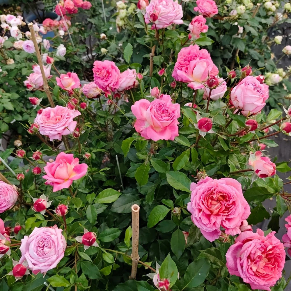 Argonauts Rose Plant｜阿尔戈英雄 image 9