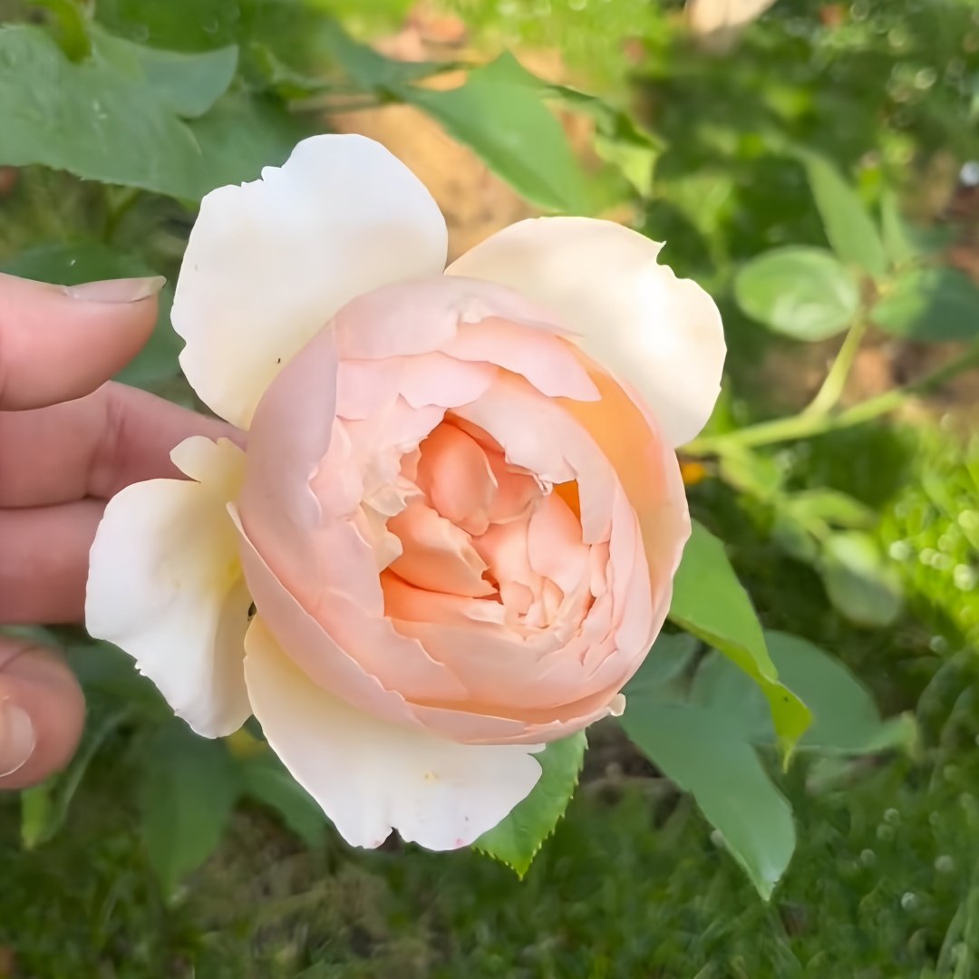 The Shepherdess Rose Plant|牧羊女 image 2