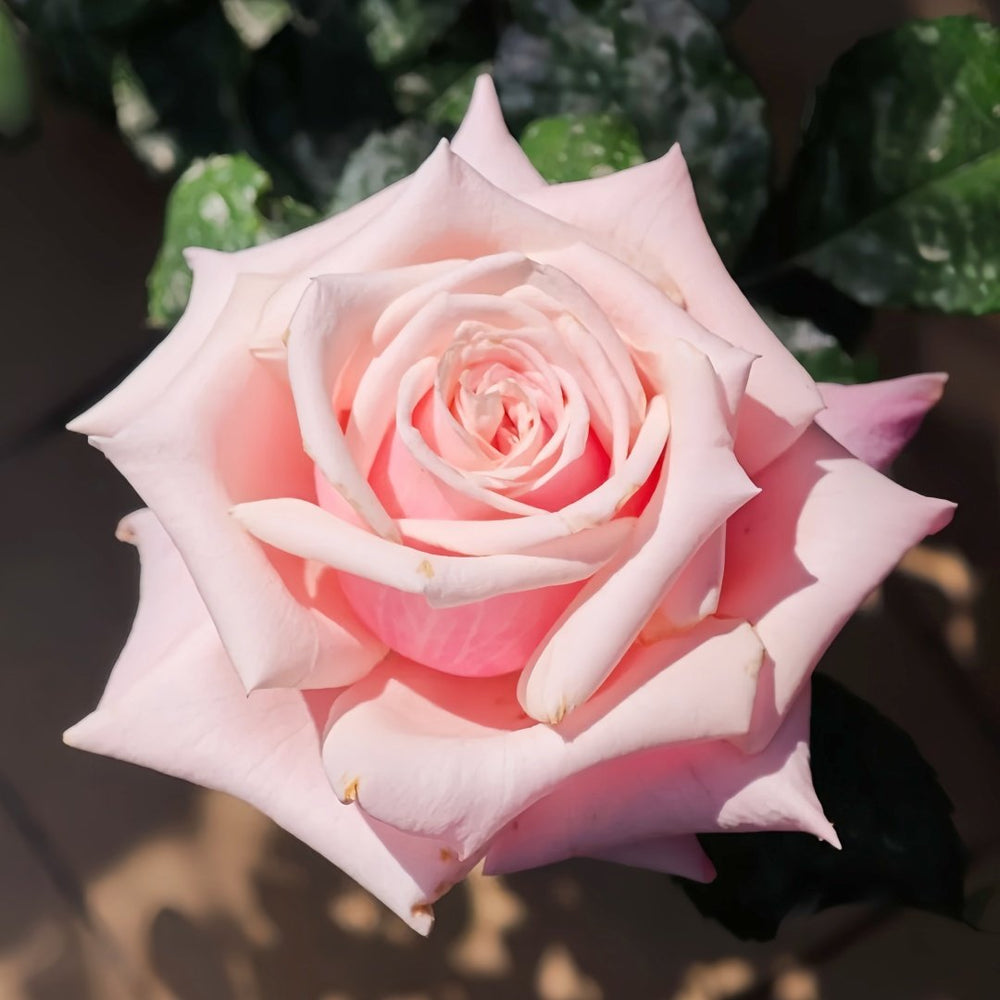 Lady Raphaela Rose Plant｜珍珠项链 image 1
