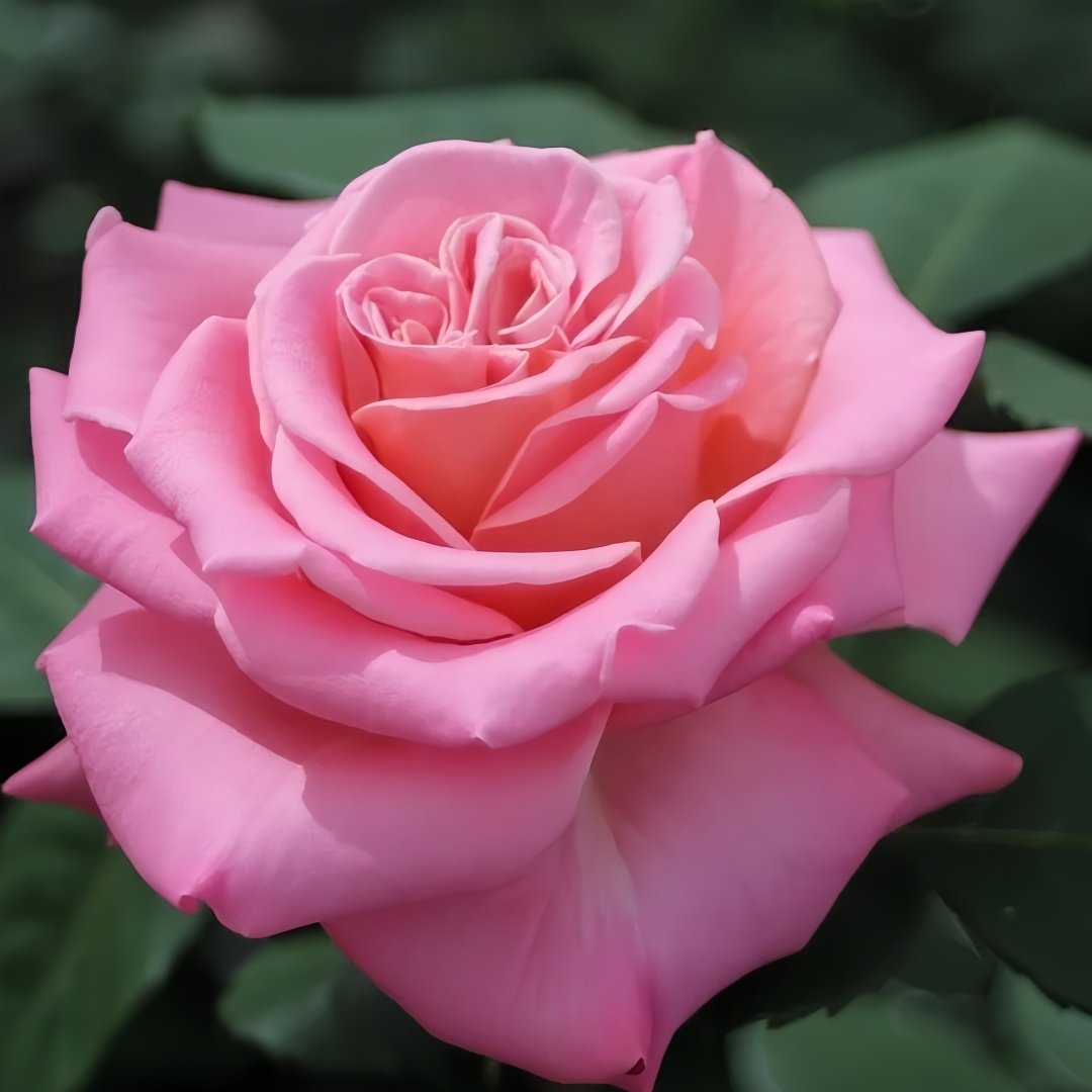 Ashley Rose Plant|艾希丽 image 7