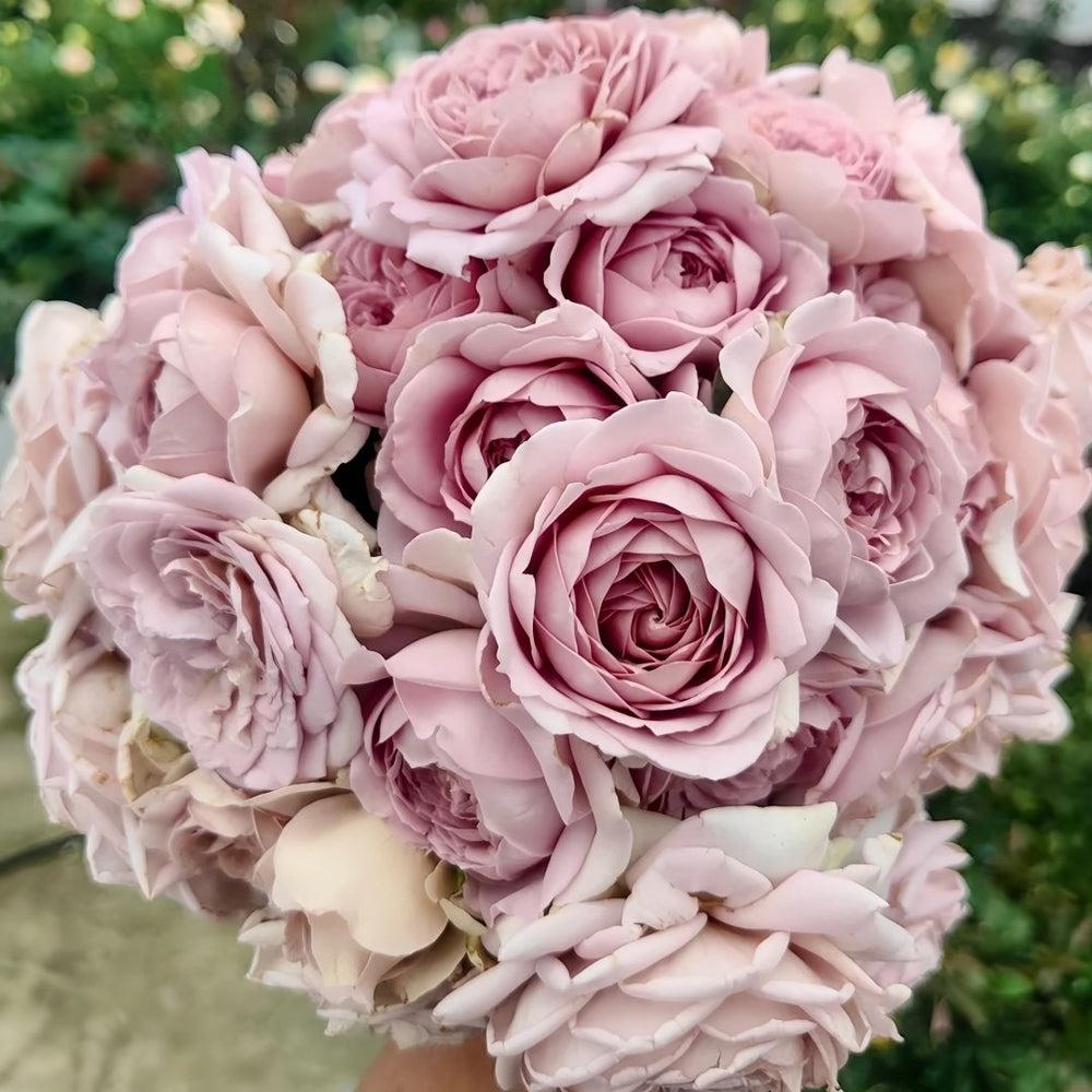 Charity Towa Rose Plant | 今井慈善 image 5
