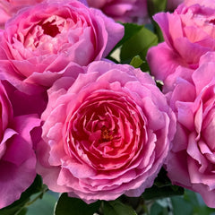 Fragonard Rose Plant | 花宫娜 image 1