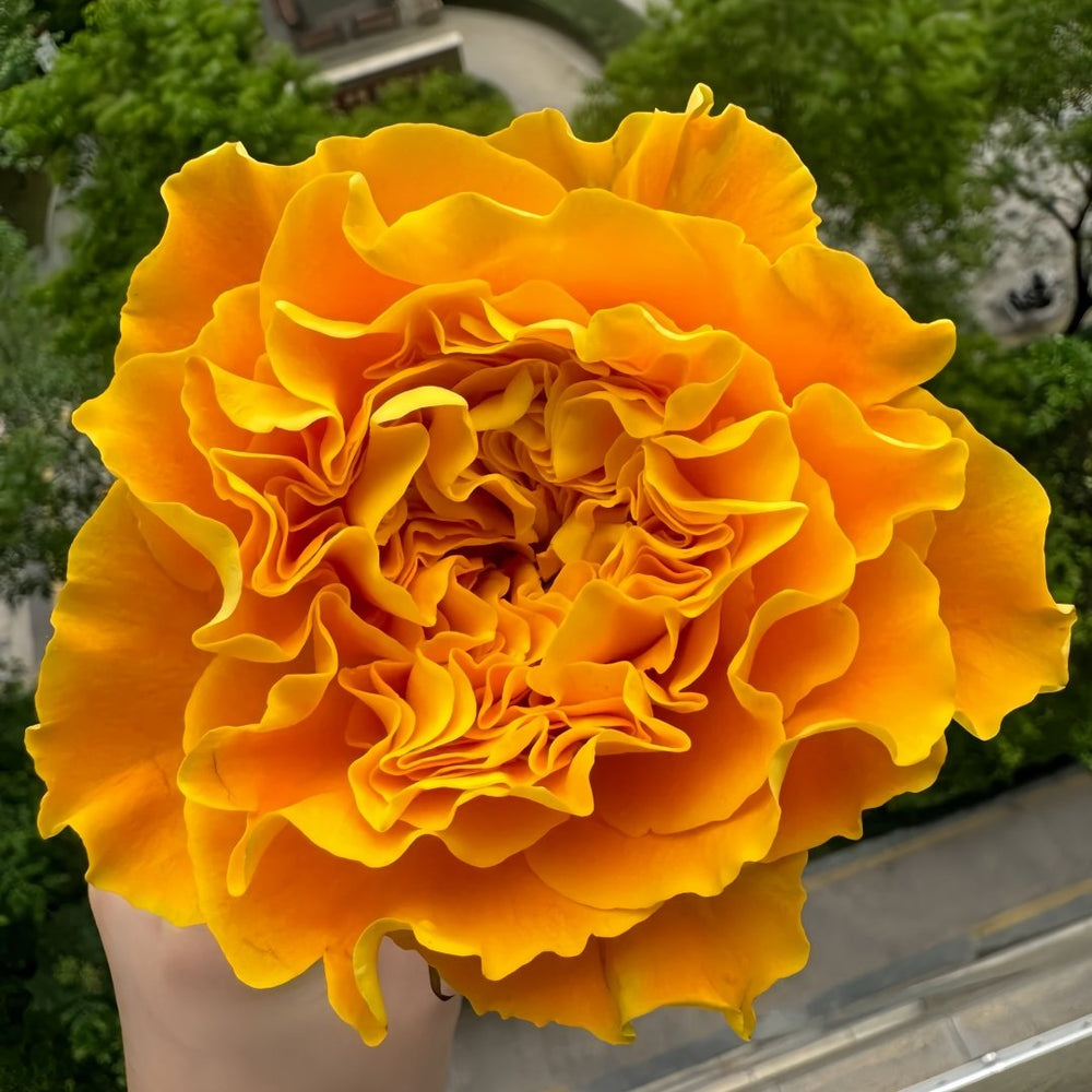 Orange Reeva Rose Plant|橙色风暴 image 1