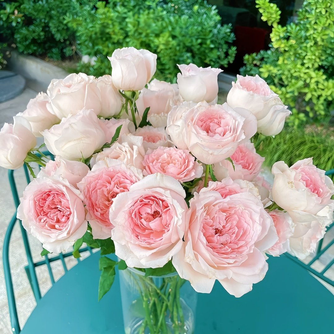 Flow Rose Plant｜涌流 image 8