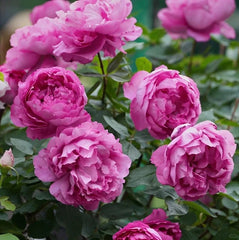 Rouge de Parfum Rose Plant｜伊芙胭脂香水 image 2