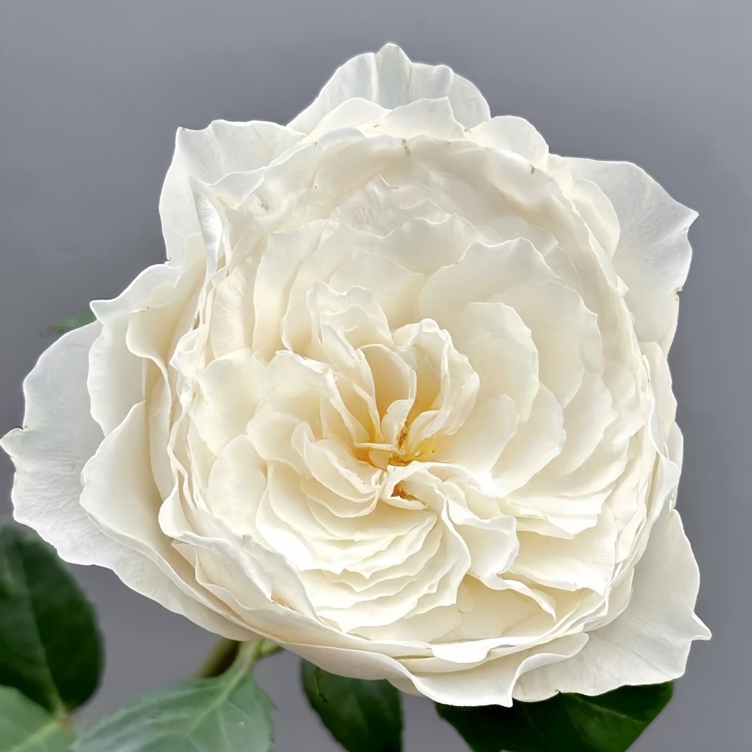 White Cloud Rose Plant｜白色云端 image 6