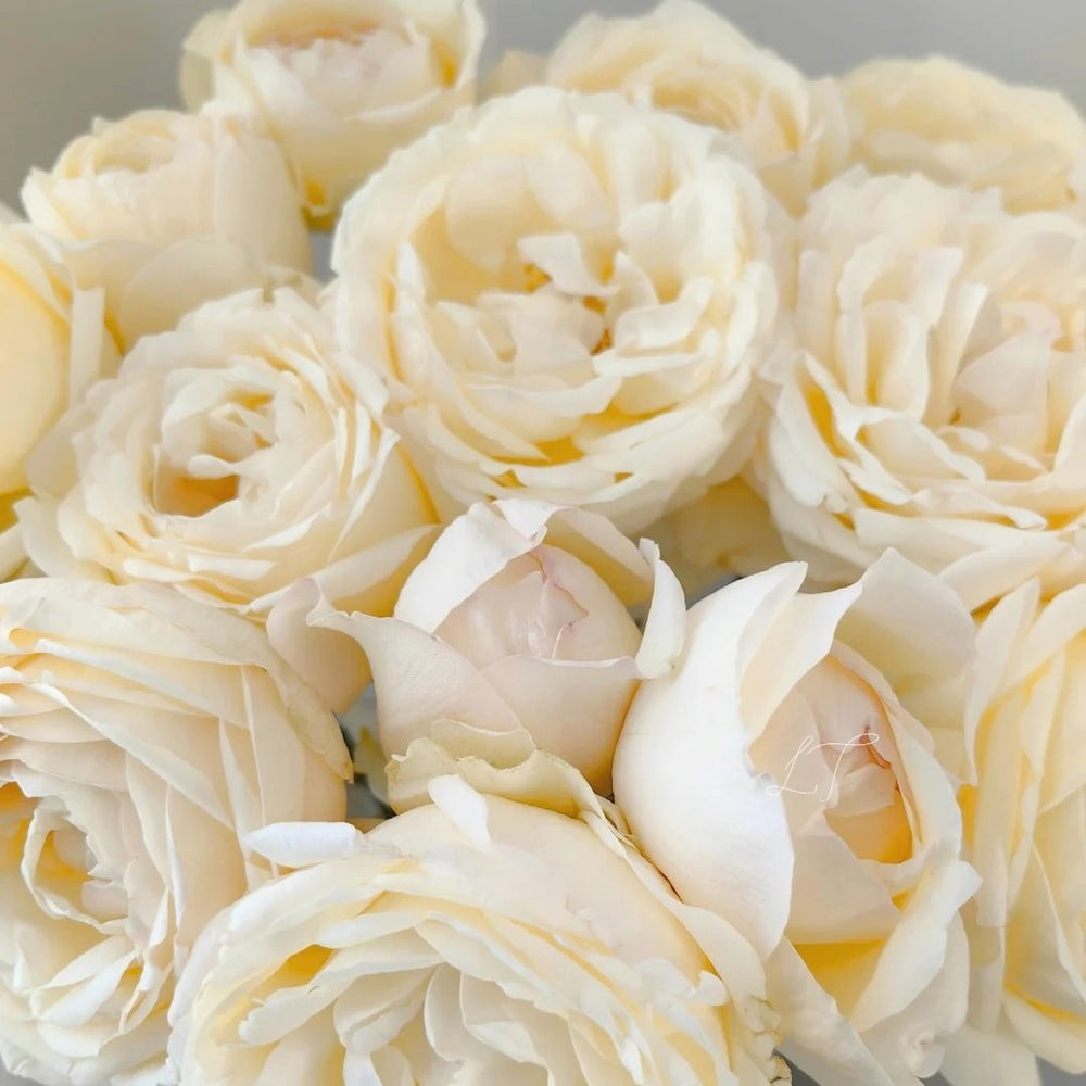 Cream Yves Piaget Rose Plant | 奶油伊芙伯爵 image 8