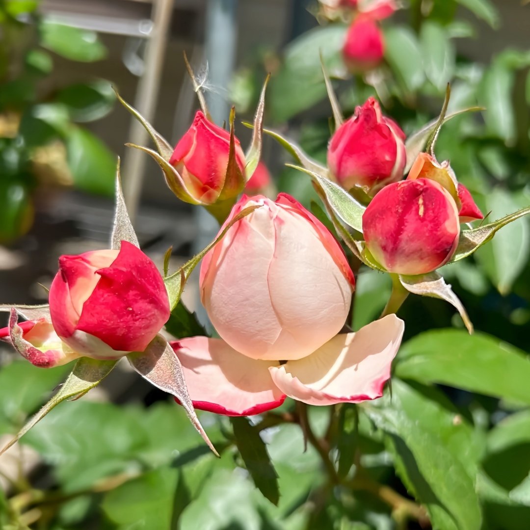 Chance Pom Rose | 苹果运气 image 6