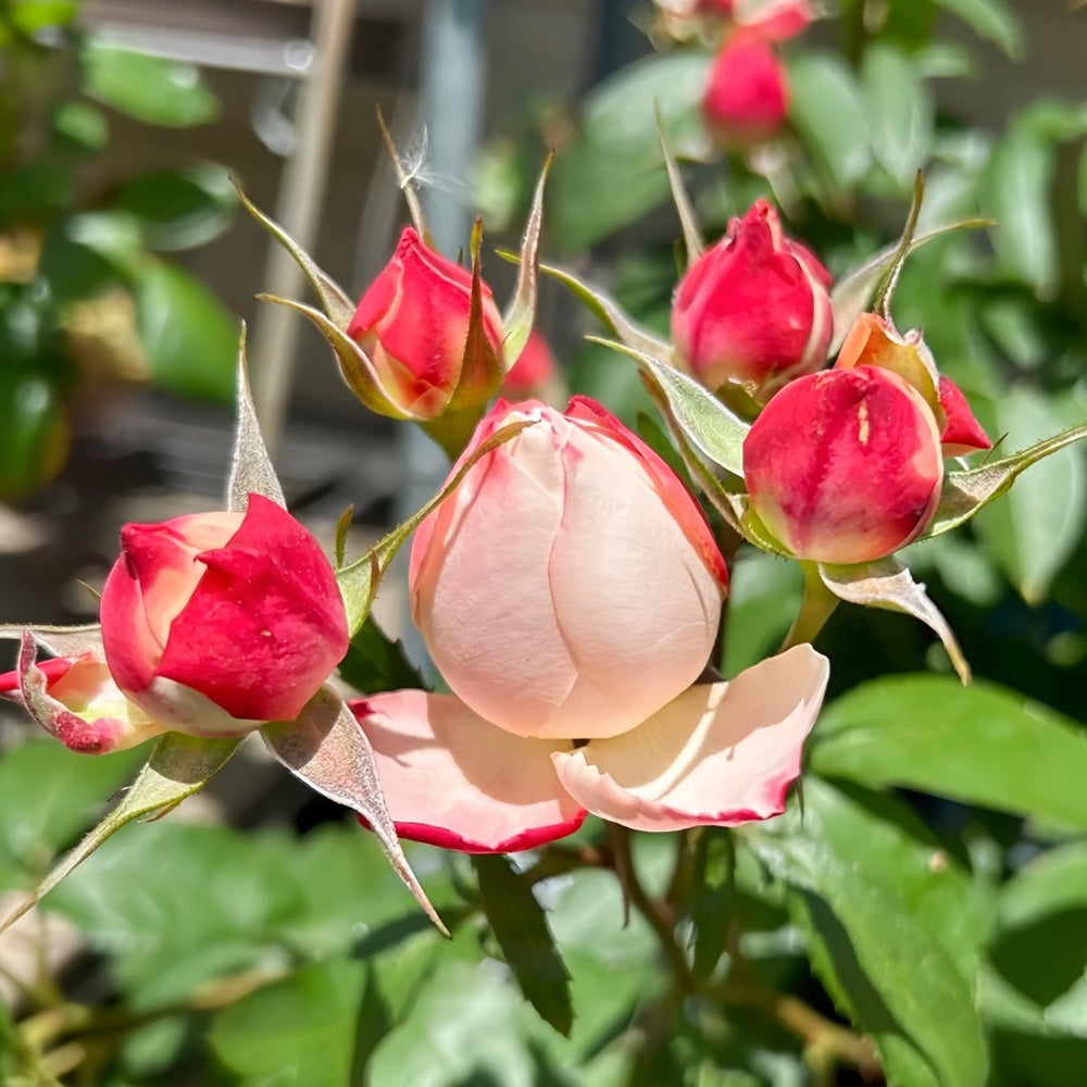 Chance Pom Rose | 苹果运气 image 6