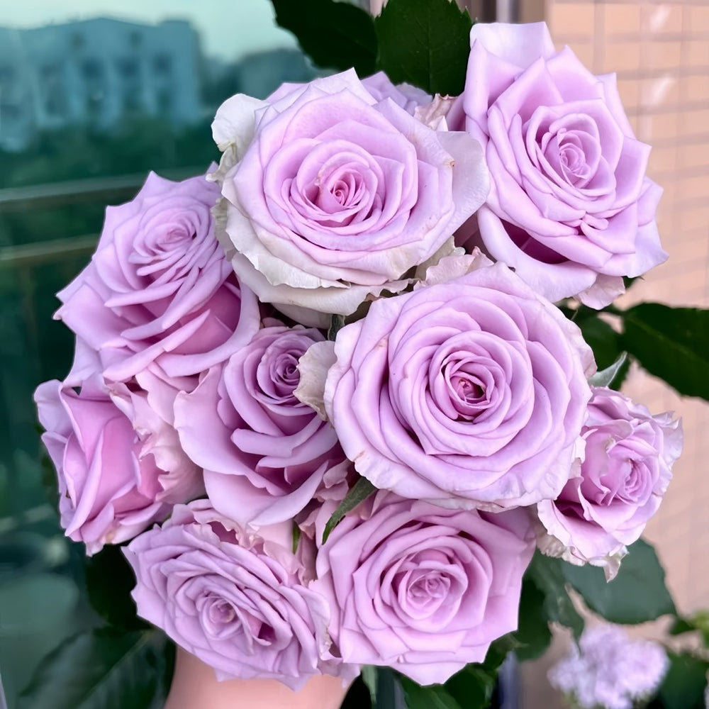 Cool Water Rose Plant|冷美人 image 0