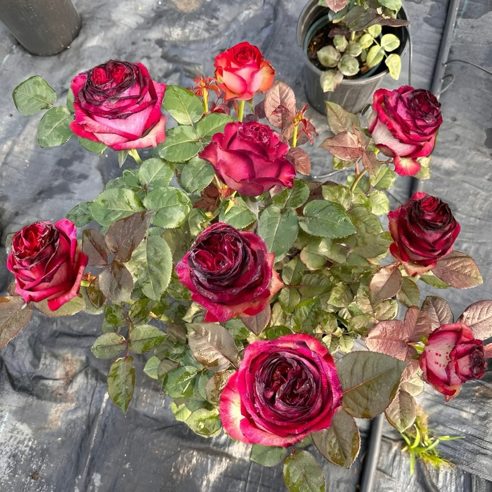 Absurda Rose Plant｜阿巴苏达/荒谬 image 7