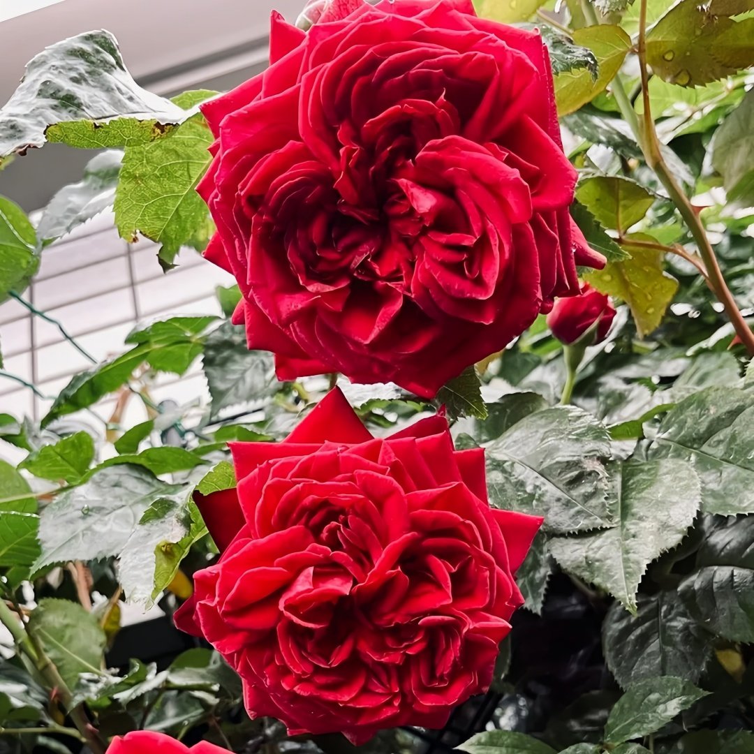 Republique de Montmartre Rose Plant｜蒙马特共和国 image 6