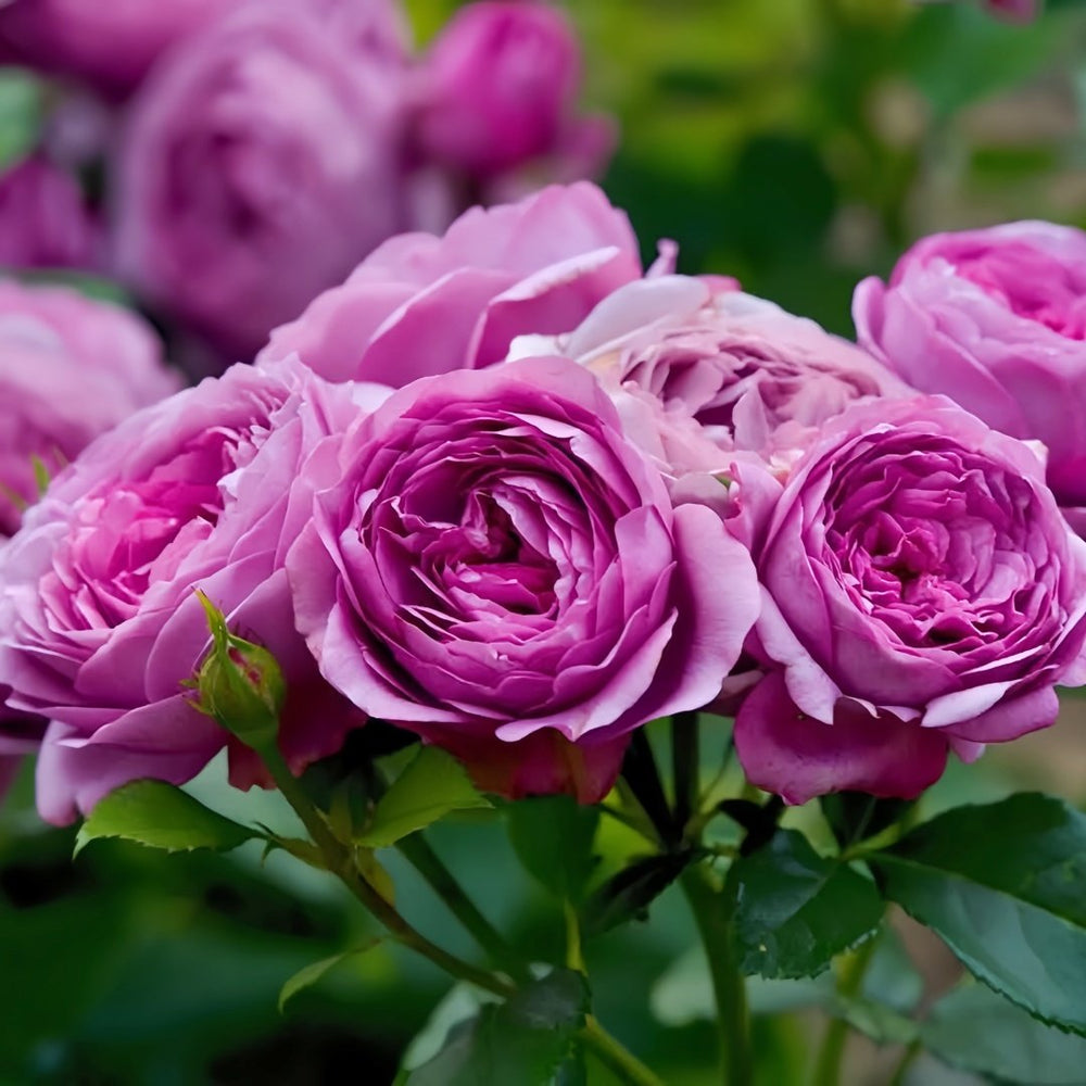 Thelma Rose Plant|塞尔玛 image 6