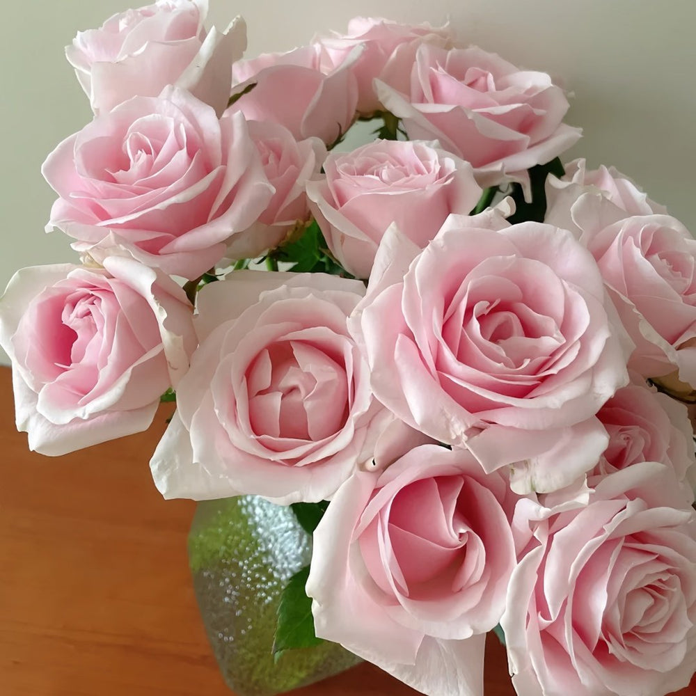 Pink Avalanche Rose Plant|粉红雪山 image 9