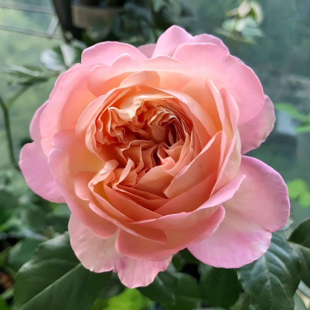 Aube Rose Plant｜破晓 image 5