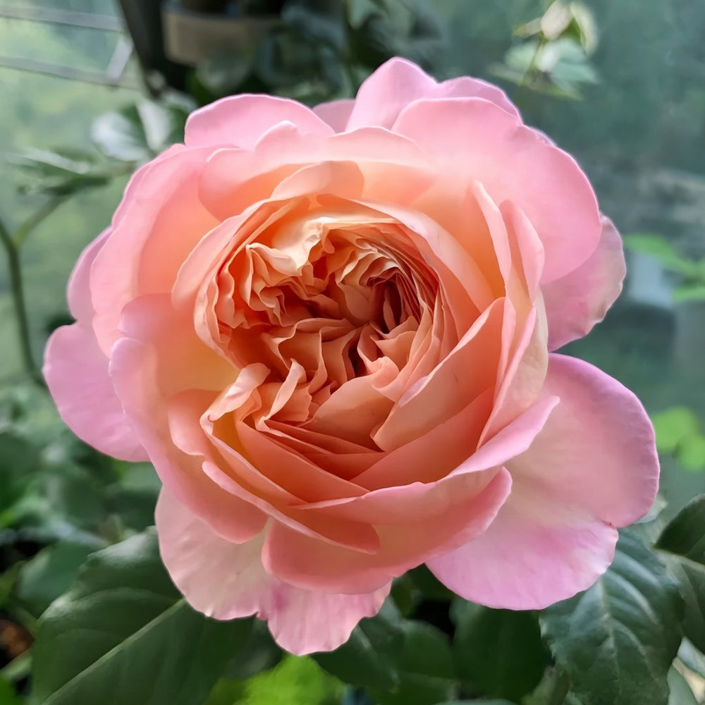Aube Rose Plant｜破晓 image 5